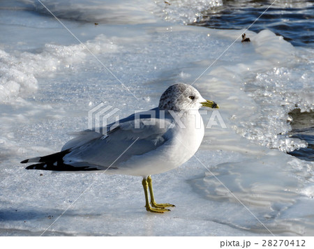Toronto Lake the gull on ice 2017 Toronto Lake the gull on ice 2017 28270412