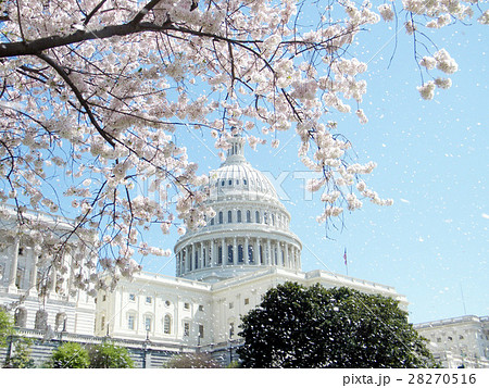Capitol rain of cherry blossom April 2010 28270516
