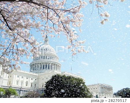 Capitol rain of cherry blossoms April 2010 28270517