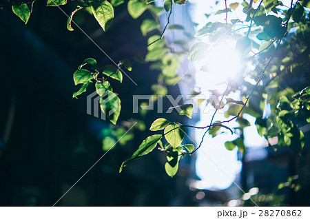 日差し 日光 サンビーム 28270862