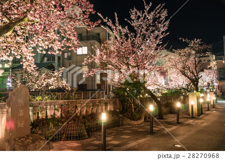 (夜桜)熱海温泉 糸川沿いの早咲き桜[熱海桜/糸川桜] 28270968