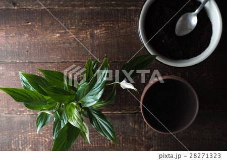 Flower Spathiphyllum, a bowl with the ground 28271323