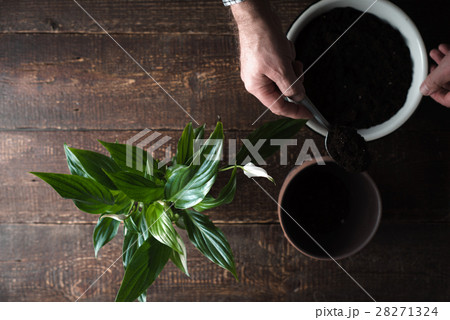 Flower Spathiphyllum, a bowl with the ground  28271324