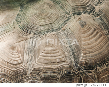 Turtle shell close-up texture 28272511