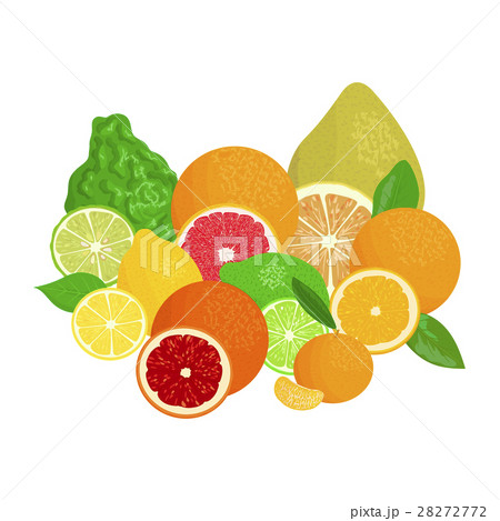 Citrus fruits. Bergamot, lemon, grapefruit, lime 28272772