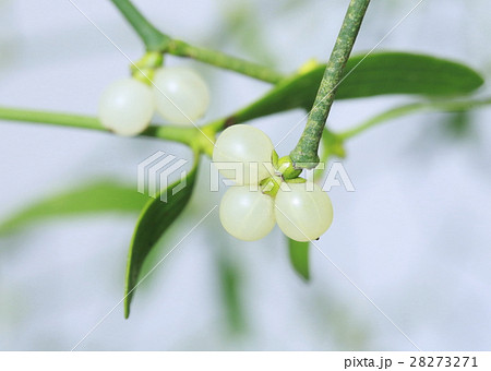 クリスマスの木 キッシングボール クリスマスの木 キッシングボール 28273271