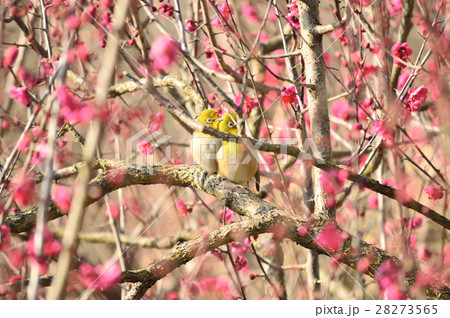 早春を告げるつがいのメジロ 28273565