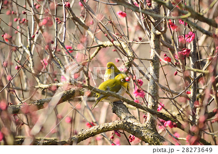 早春を告げるつがいのメジロ 早春を告げるつがいのメジロ 28273649