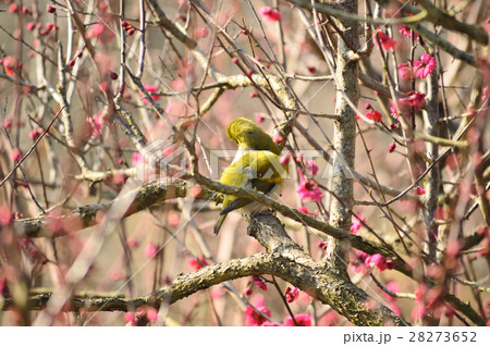 早春を告げるつがいのメジロ 28273652