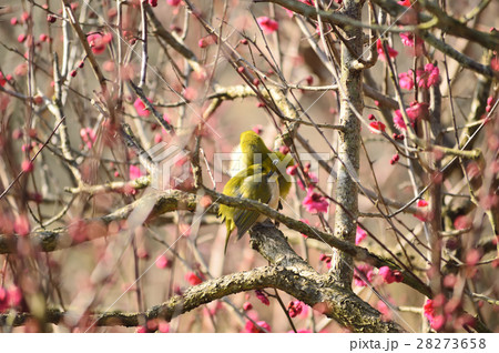 早春を告げるつがいのメジロ 早春を告げるつがいのメジロ 28273658