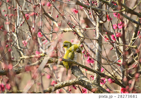 早春を告げるつがいのメジロ 早春を告げるつがいのメジロ 28273681