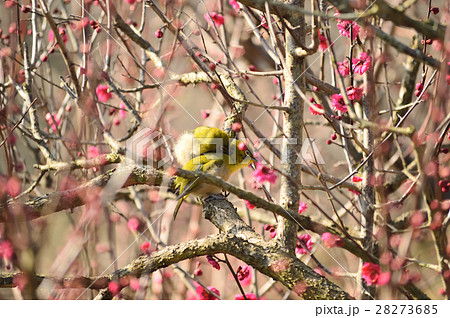 早春を告げるつがいのメジロ 早春を告げるつがいのメジロ 28273685