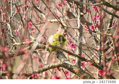 早春を告げるつがいのメジロ 早春を告げるつがいのメジロ 28273686