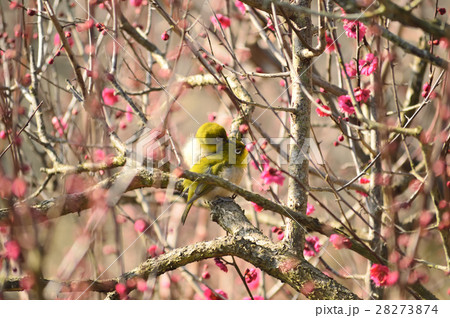 早春を告げるつがいのメジロ 早春を告げるつがいのメジロ 28273874