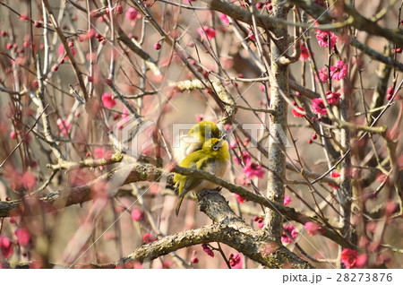 早春を告げるつがいのメジロ 早春を告げるつがいのメジロ 28273876