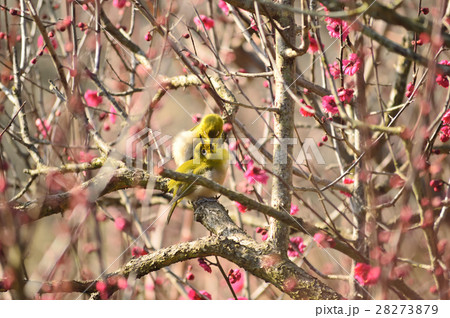 早春を告げるつがいのメジロ 28273879
