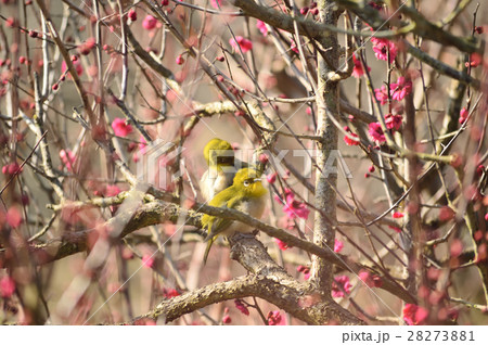 早春を告げるつがいのメジロ 28273881