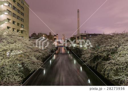 Cherry blossoms in Tokyo, Japan Cherry blossoms in Tokyo, Japan 28273936