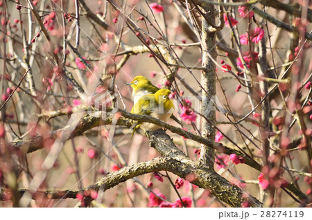 早春を告げるつがいのメジロ 28274119