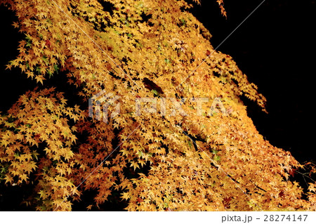 紅葉　黒背景 28274147