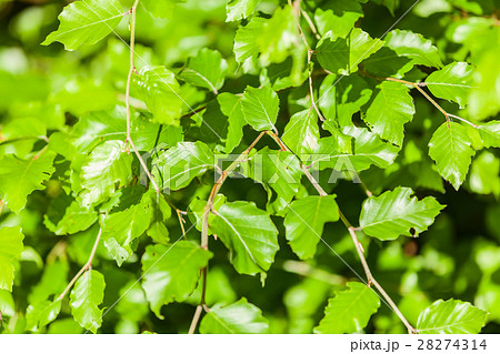 young tree young tree 28274314