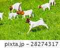 young goats young goats 28274317