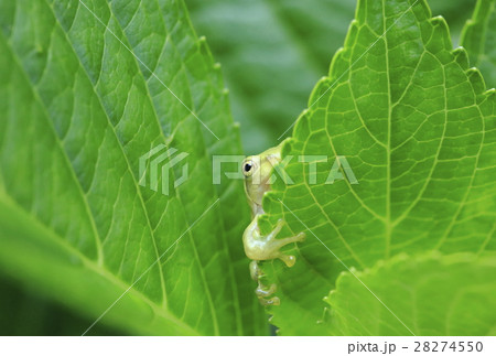 覗き見をするアマガエル 28274550