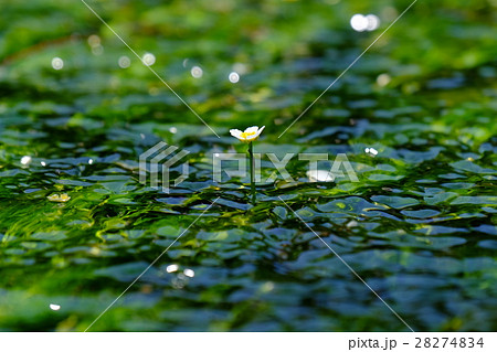 バイカモの花 バイカモの花 28274834