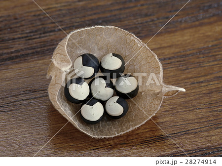 風船葛の種 28274914