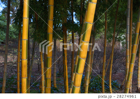 北の丸公園の金明孟宗竹 28274961