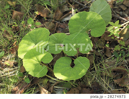 蕗の葉 28274973