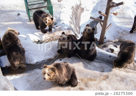 Brown bear (Ursus arctos) sits on the snow 28275300