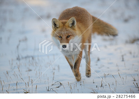 疾走するホンドキツネ 疾走するホンドキツネ 28275466