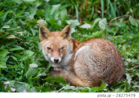 【動物】ホンドギツネ(3) 【動物】ホンドギツネ(3) 28275479