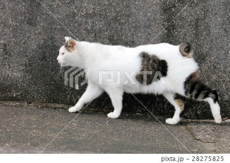 長崎の猫 長崎の猫 28275825