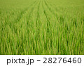 たんぼ 28276460