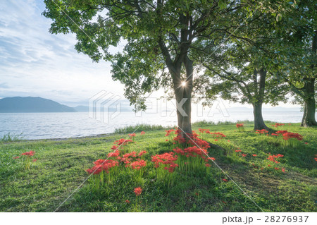 絶景・桂浜園地の彼岸花の群生(滋賀県の風景) 絶景・桂浜園地の彼岸花の群生(滋賀県の風景) 28276937