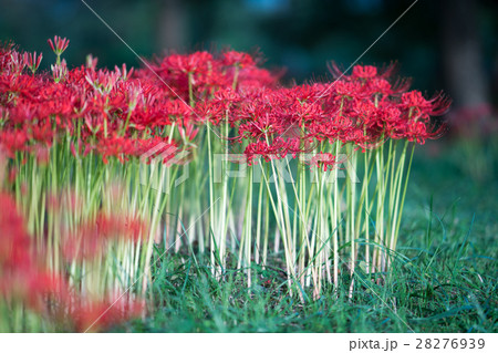 絶景・桂浜園地の彼岸花の群生（滋賀県の風景） 28276939