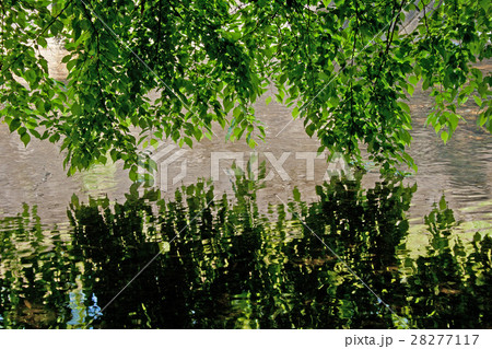 水面に映る若葉 小仏川 水面に映る若葉 小仏川 28277117