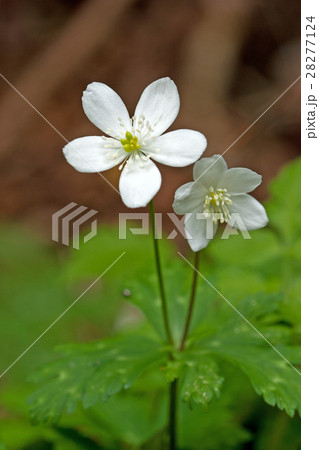 二輪草の花 高尾山小仏川 二輪草の花 高尾山小仏川 28277124