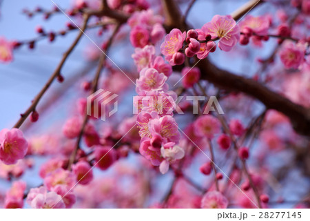 紅梅 紅梅 28277145