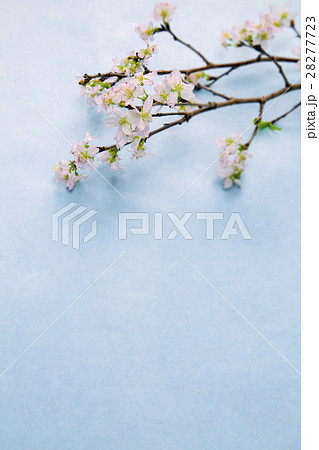 啓翁桜 啓翁桜 28277723