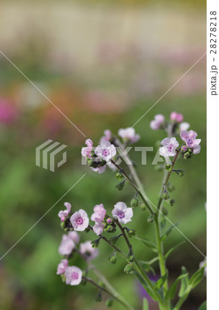 シノグロッサムの白花 シノグロッサムの白花 28278218