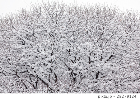 雪の付いた樹木 雪の付いた樹木 28279124