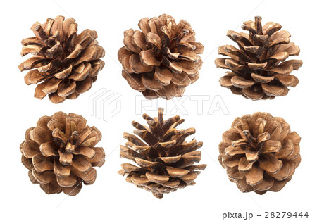 Pine cones isolated on a white background, with Pine cones isolated on a white background, with 28279444