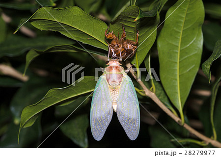 セミの羽化33 セミの羽化33 28279977