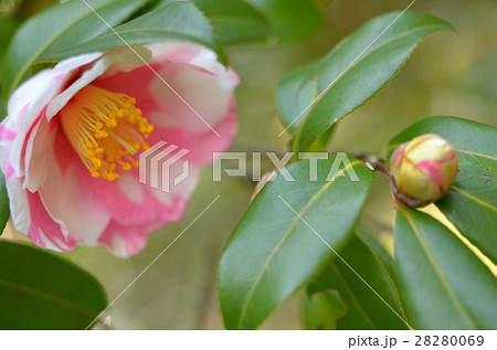 サザンカ サザンカ 28280069