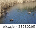 鴨　一碧湖 28280205
