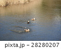 鴨　一碧湖 28280207