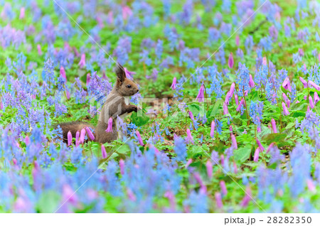 早春のエゾリス 28282350